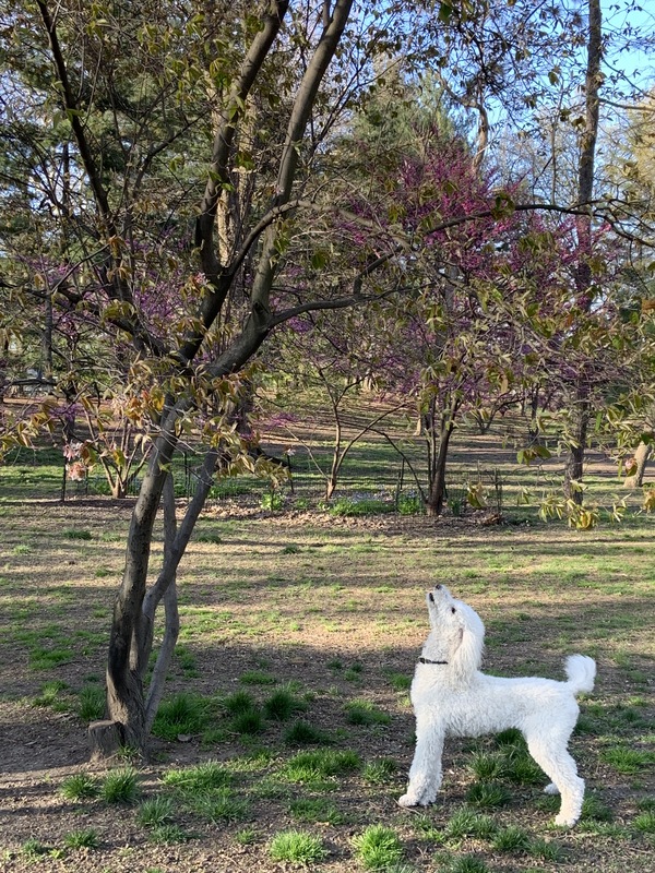 A white dog staring at a tree. 