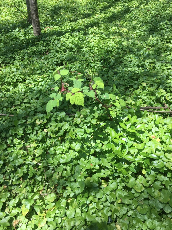 Green foliage in a forest. 