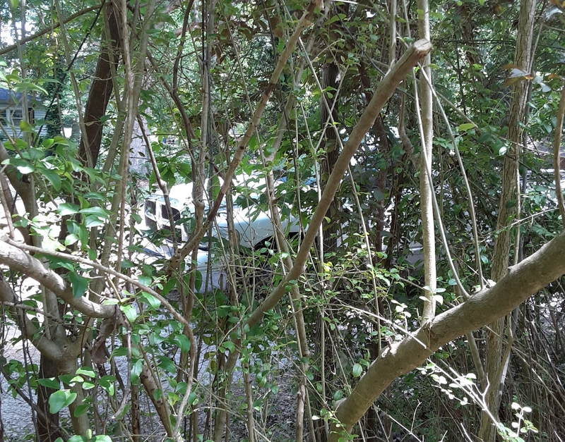 A white truck behind some branches. 