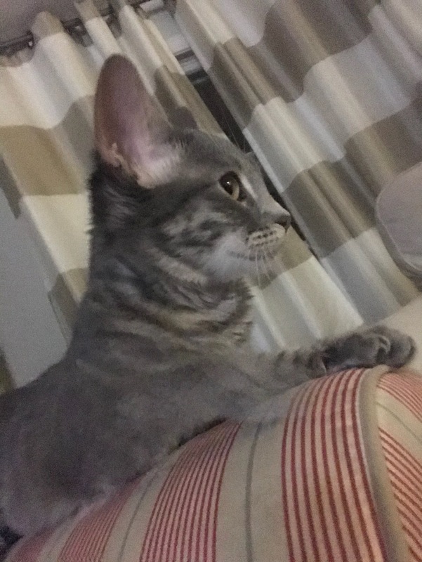 This is a picture taken of a grey kitten sitting on the arm of and armchair. 