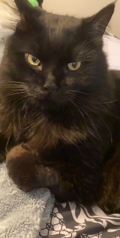 A black cat staring at the camera. 