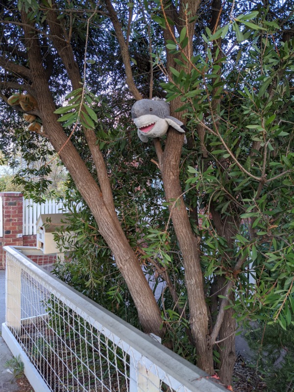 A shark doll in a tree. 