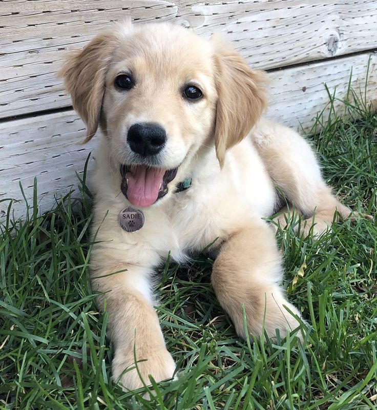 a golden retriever puppy