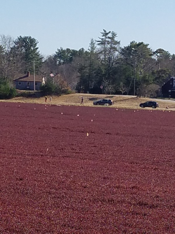 A field of cranberries. 