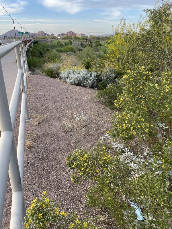 This is a picture of a face mask that has been discarded in a bush with yellow flowers on the side of a concrete public walkway with a railing. 