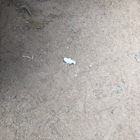 This is a picture of a face mask that has been discarded in the dirt outdoors.  