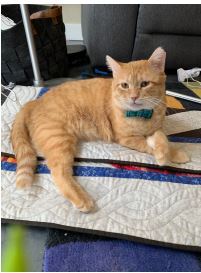 This is a picture of an orange cat wearing a bow tie and sitting on a blanket.