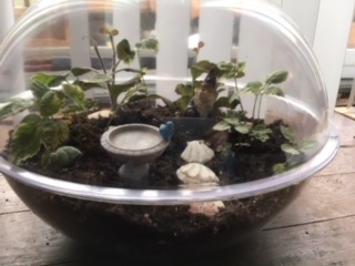 A terrarium of plants.