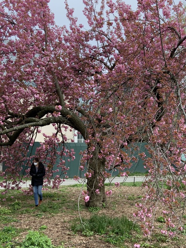 A person standing underneath a tree.
