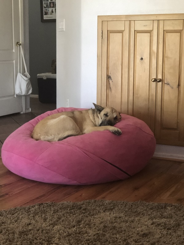 A dog sleeping on a red bean bag on a wood floor.