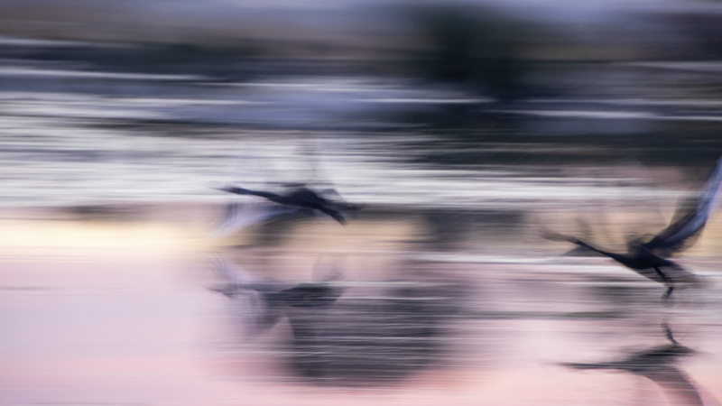 A very blurry picture of geese taking off to fly.