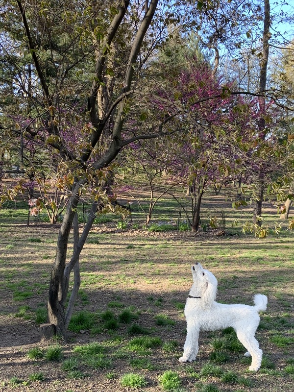 A white dog staring at a tree.