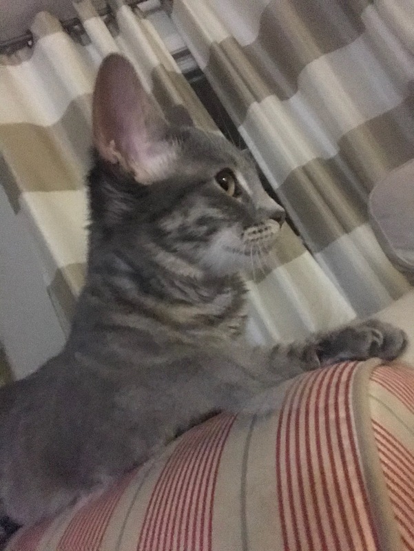 This is a picture taken of a grey kitten sitting on the arm of and armchair.