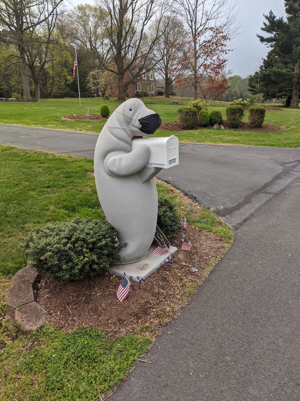 A mask wearing manatee mailbox.