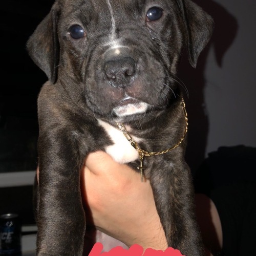 A puppy with a cross being held.