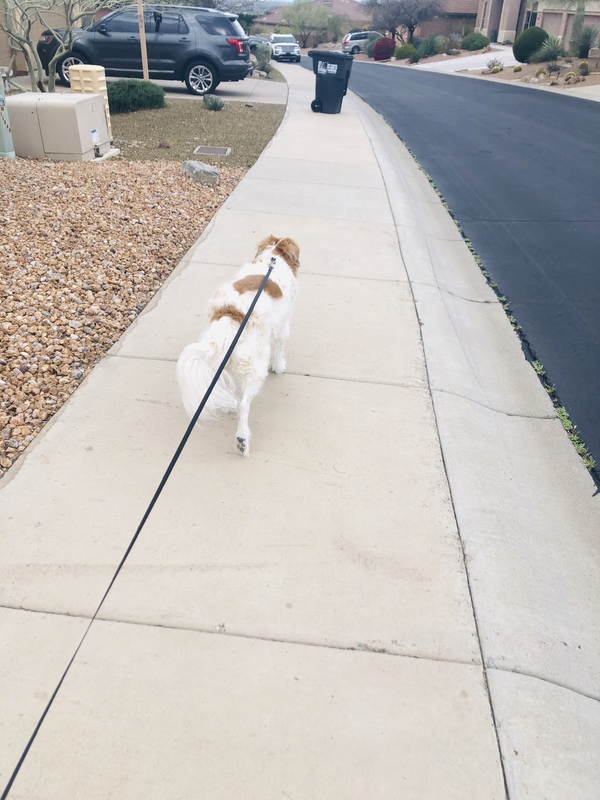 A white and brown dog is being walked on a black leash on a sidewalk in a neighborhood.