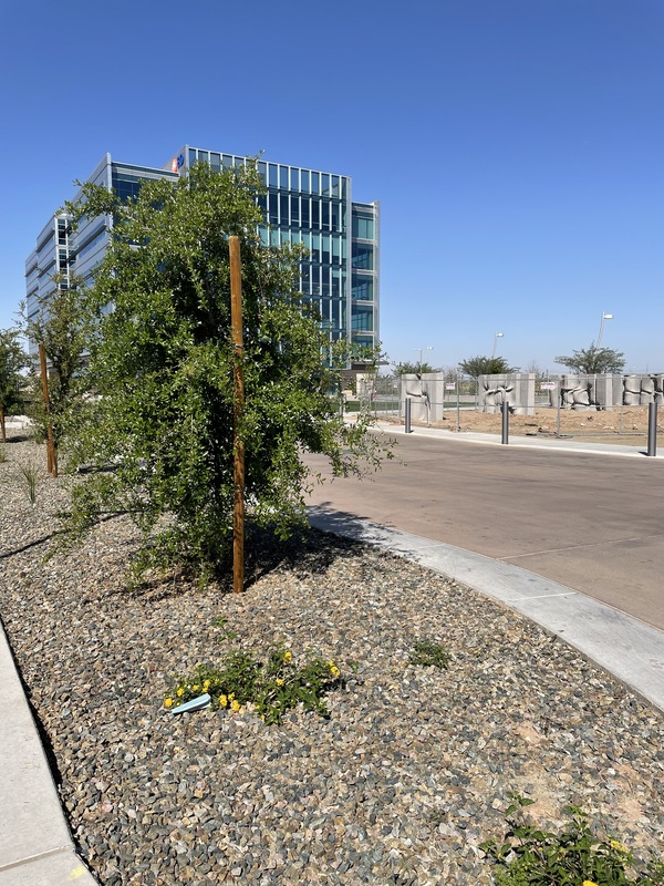 This is a picture of a face mask that has been discarded by the base of a bush in a median near a street.