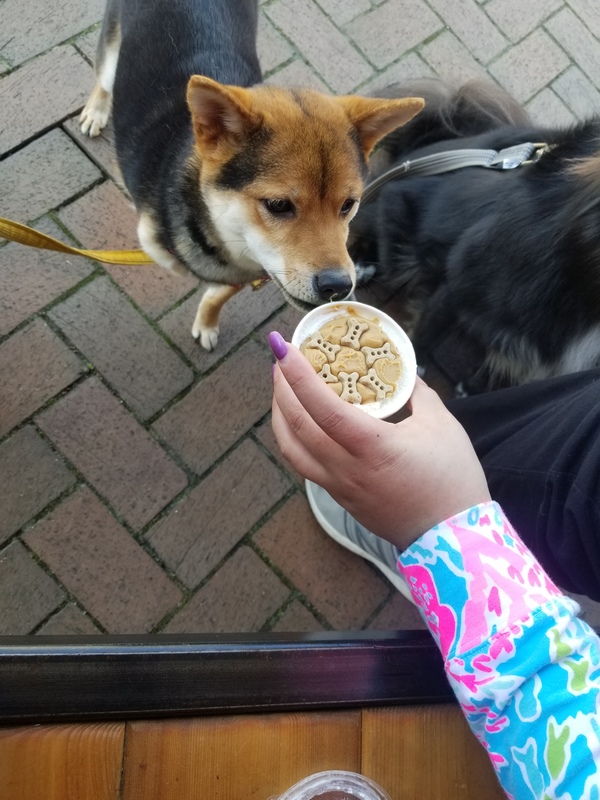 A dog sniffing a cup with a dog treat in it.