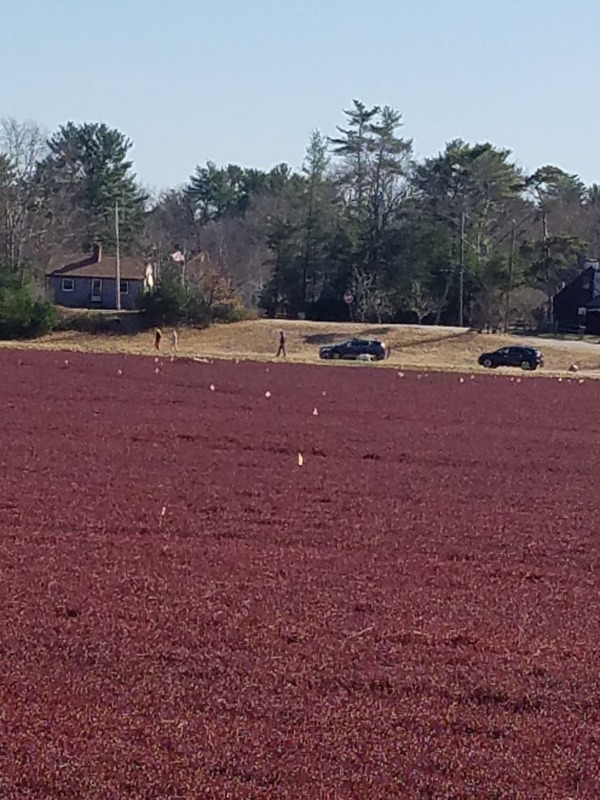 A field of cranberries.