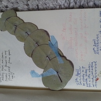 journal with writing on the pages and leaves in the middle with a ribbon through them