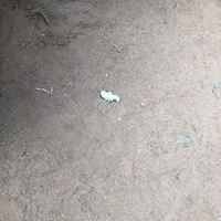 This is a picture of a face mask that has been discarded in the dirt outdoors.