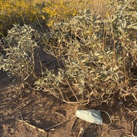 This is a picture of a face mask that has been discarded at the base of a bush, which has blooming yellow flowers sprouting from it. More plants and trees can be seen in the background.