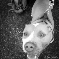 A pitbull is happily looking up into the camera while on a leash.