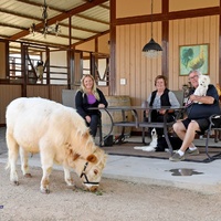A calf eating in front of three people.