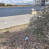 This is a picture of a discarded face mask sitting in the gravel near a sidewalk at the edge of a body of water.