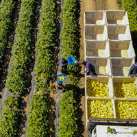 Four famers harvesting produce in a field. Four large bins are filled with produce, and eight remain unfilled.
