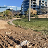 This is a picture taken of a discarded face mask that has been left in the dirt. The setting for this photo appears to be some kind of park with a greenbelt, and buildings in the background.