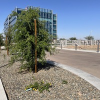 This is a picture of a face mask that has been discarded by the base of a bush in a median near a street.