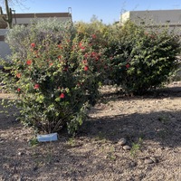 This is a picture of a face mask that has been discarded at the base of a bush with red flowers.